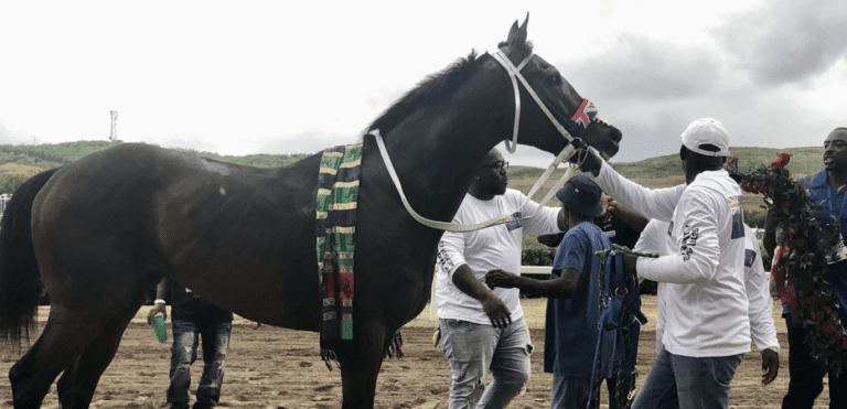 Racing Commission Investigating After Three Horse Deaths at Phipps Track